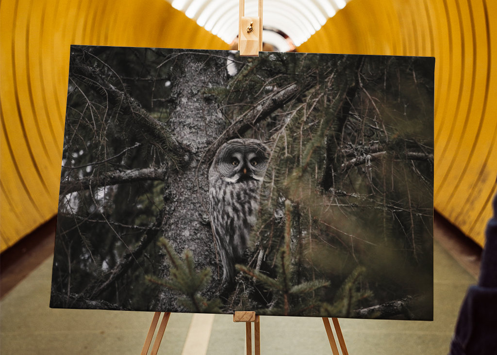 The great grey owl