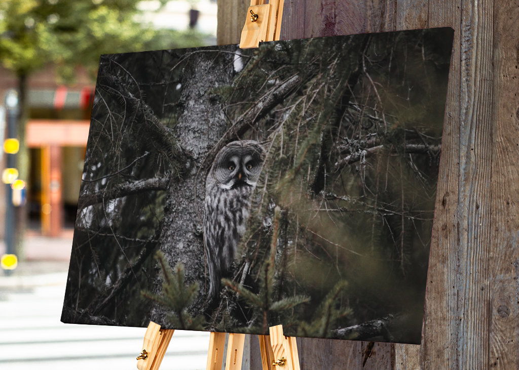 The great grey owl