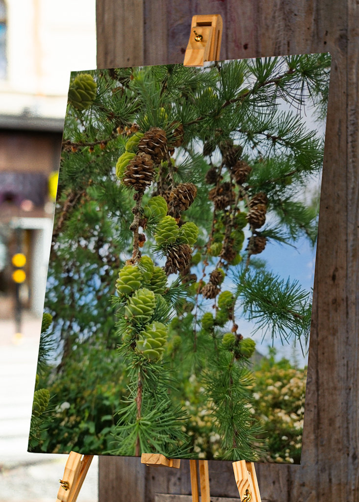 Conos de alerce en fila