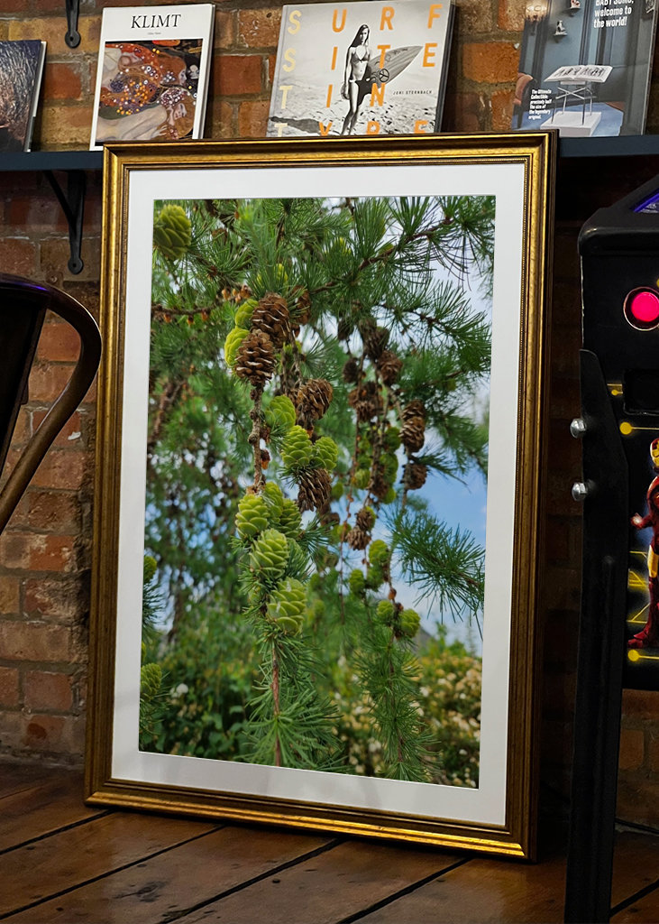 Conos de alerce en fila