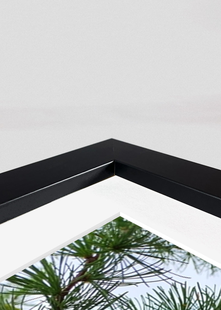 Conos de alerce en fila