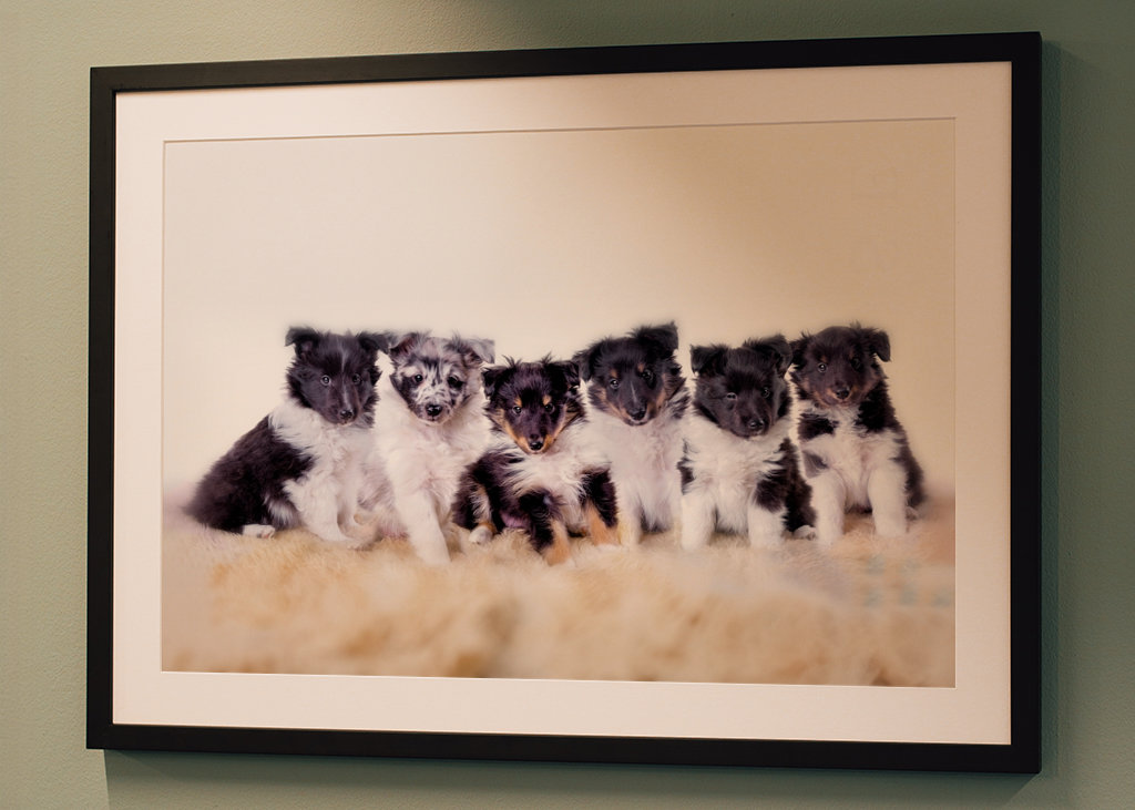 Cachorros de Sheltie