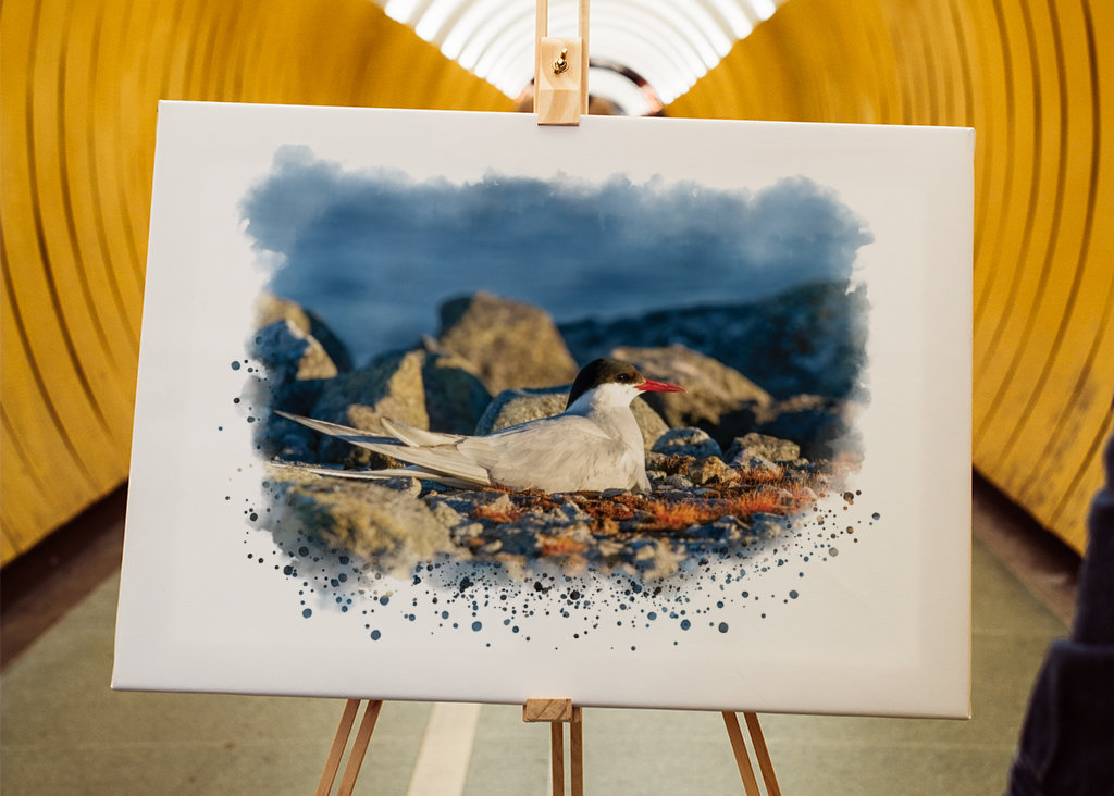 A brooding silver tern