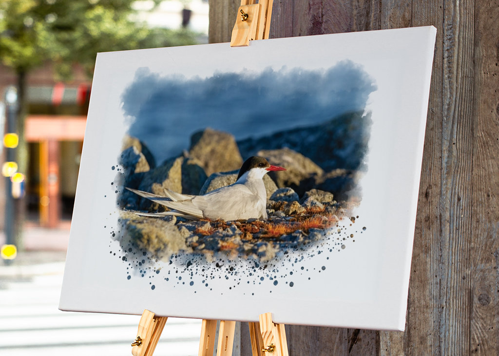 A brooding silver tern