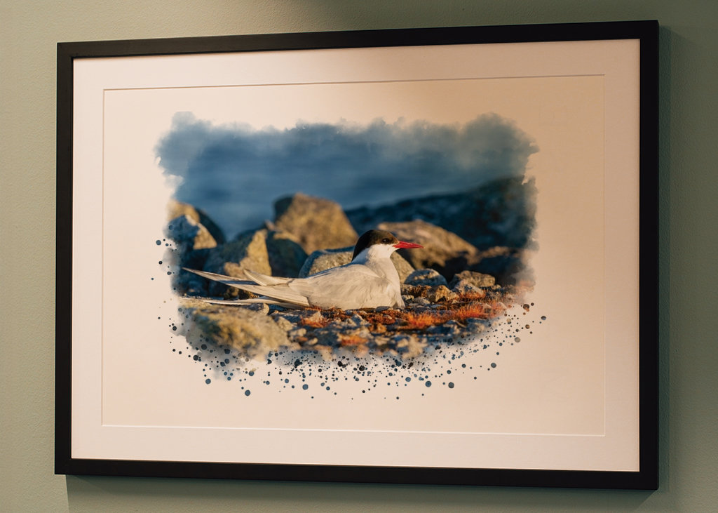 A brooding silver tern