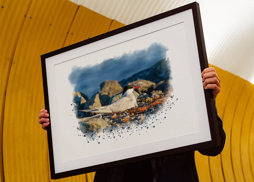 A brooding silver tern