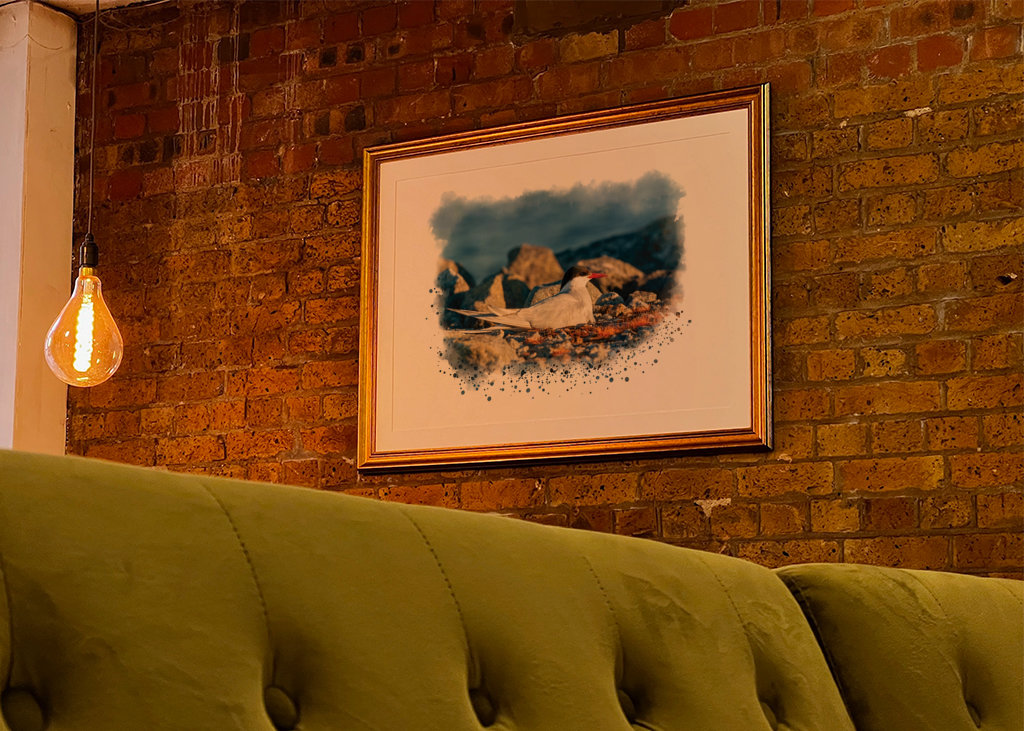 A brooding silver tern