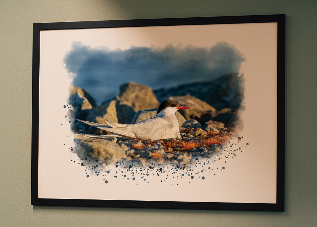 A brooding silver tern