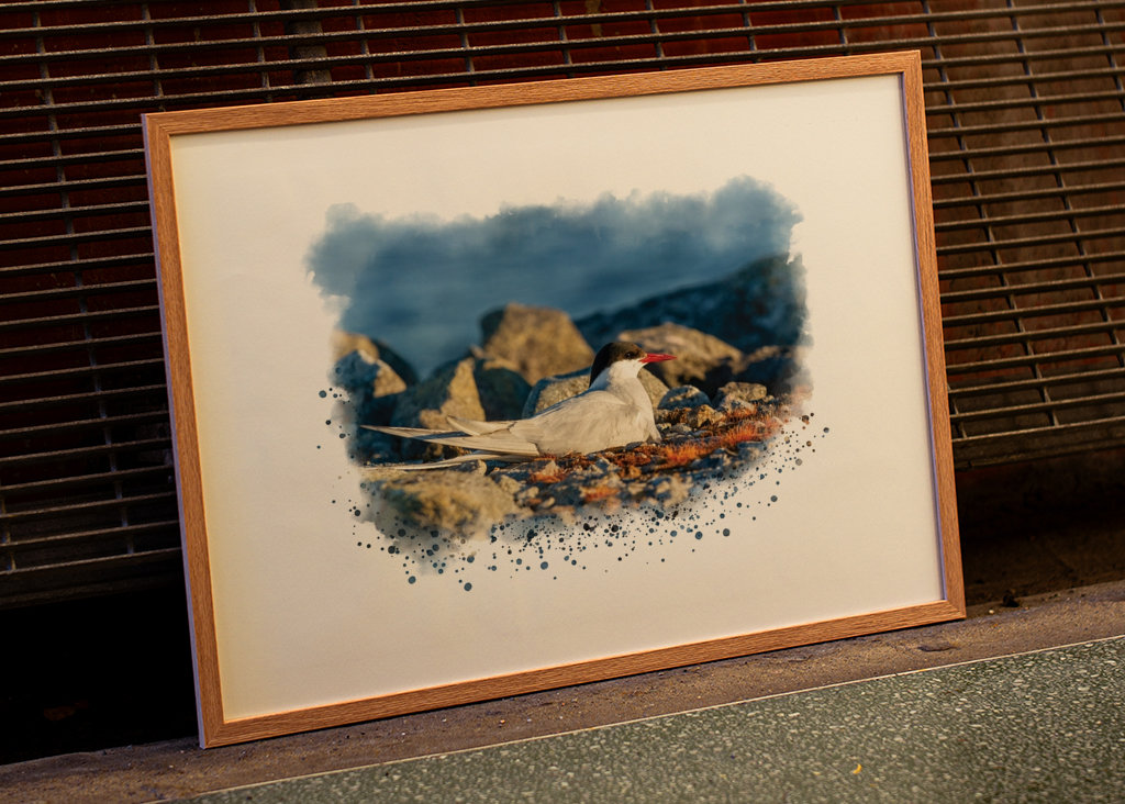 A brooding silver tern
