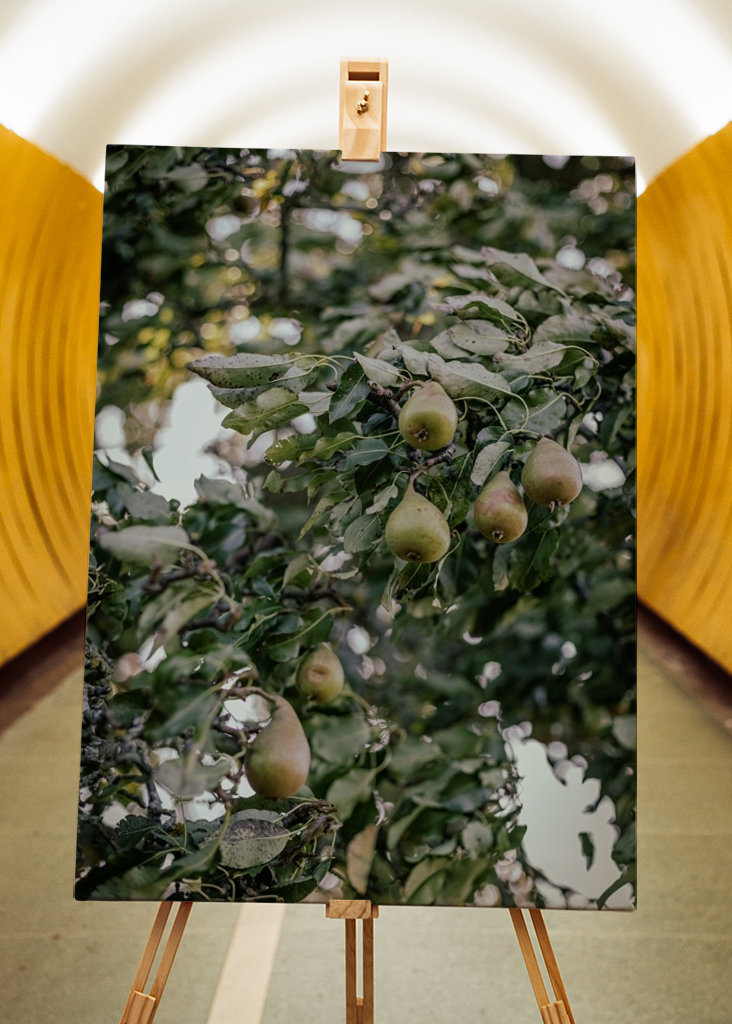 Birnen im Herbstwind