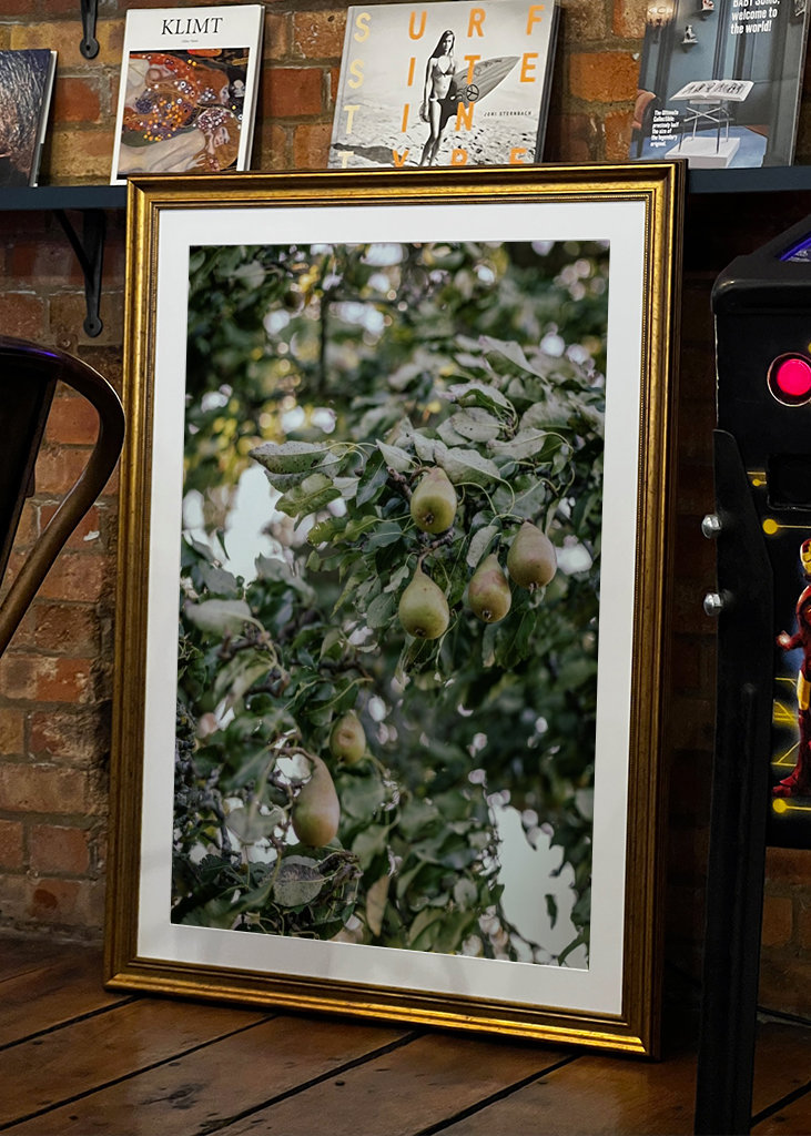 Birnen im Herbstwind