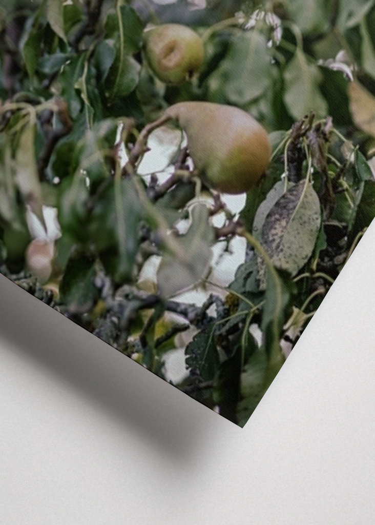 Birnen im Herbstwind