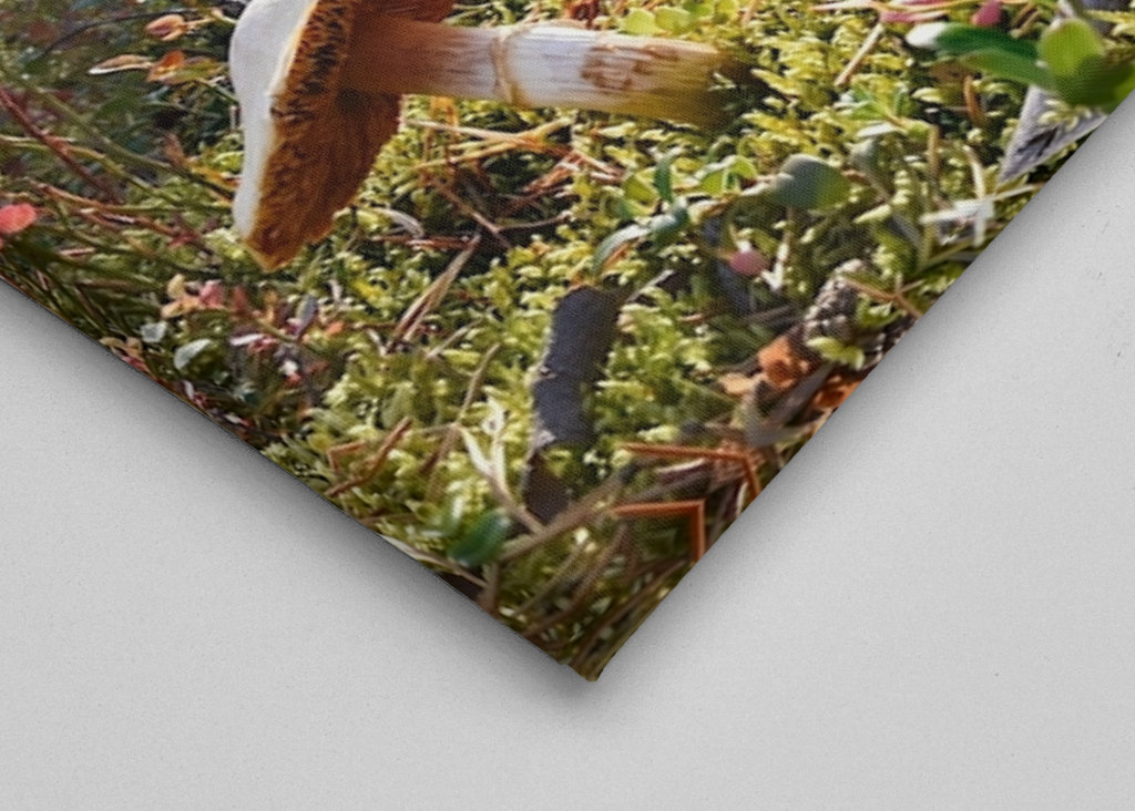 O Reino dos Cogumelos