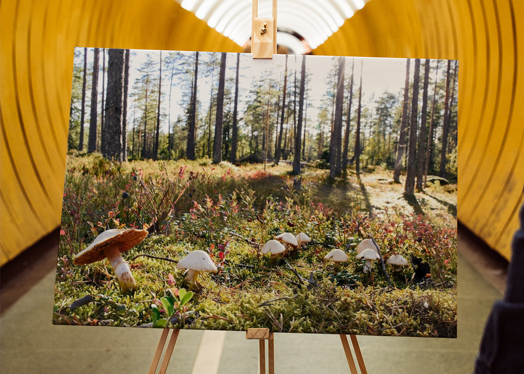 O Reino dos Cogumelos