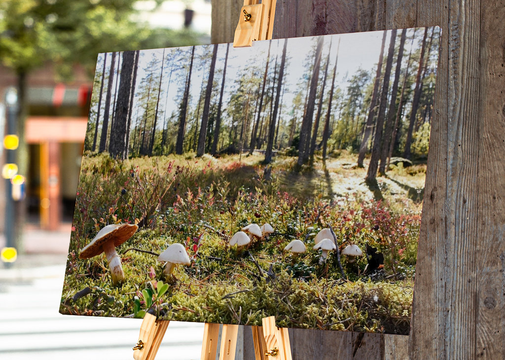 O Reino dos Cogumelos