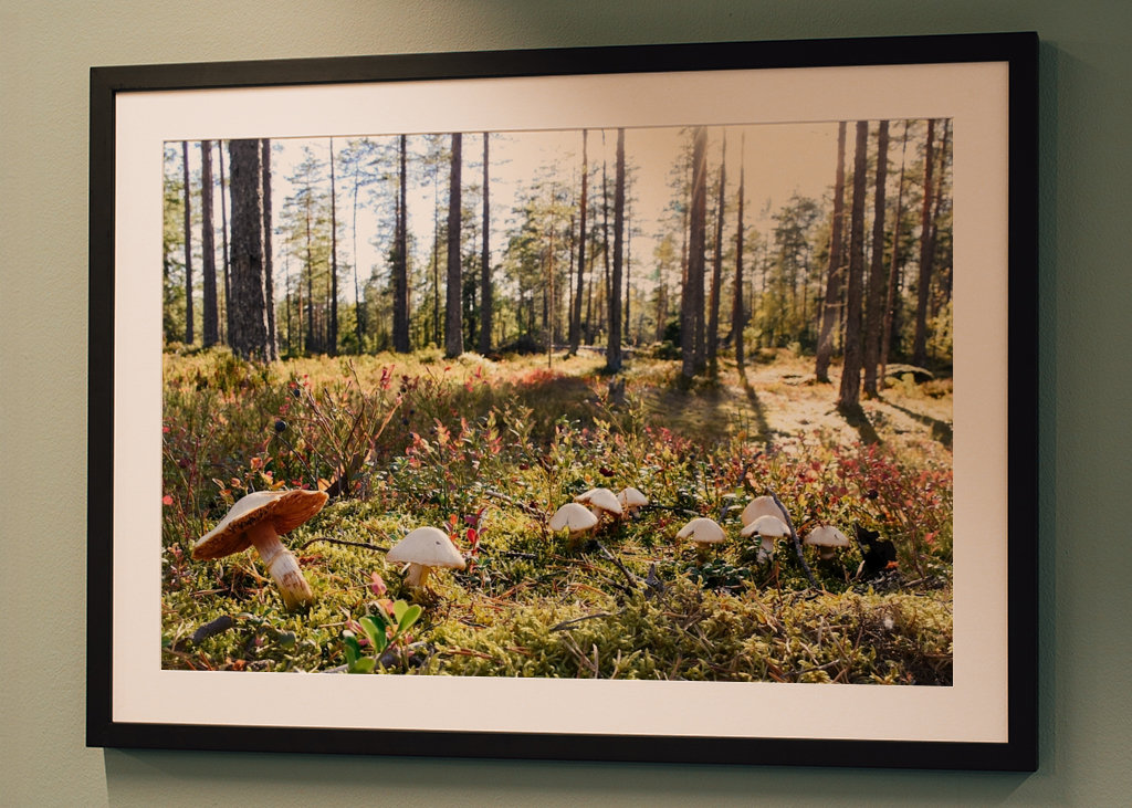 O Reino dos Cogumelos