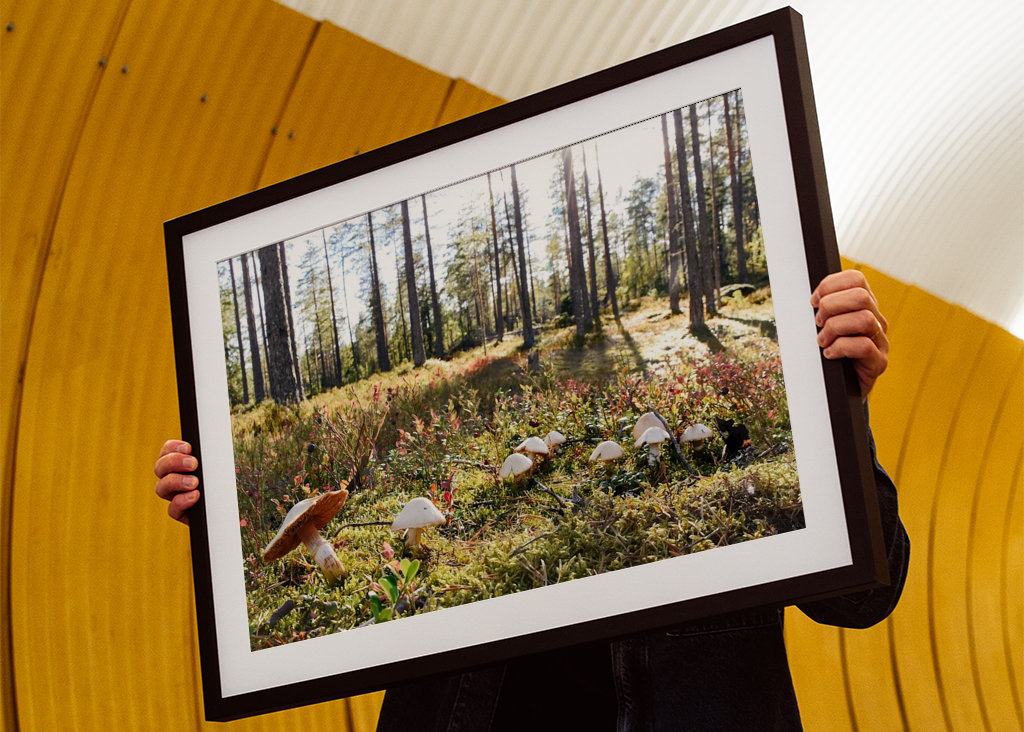 O Reino dos Cogumelos