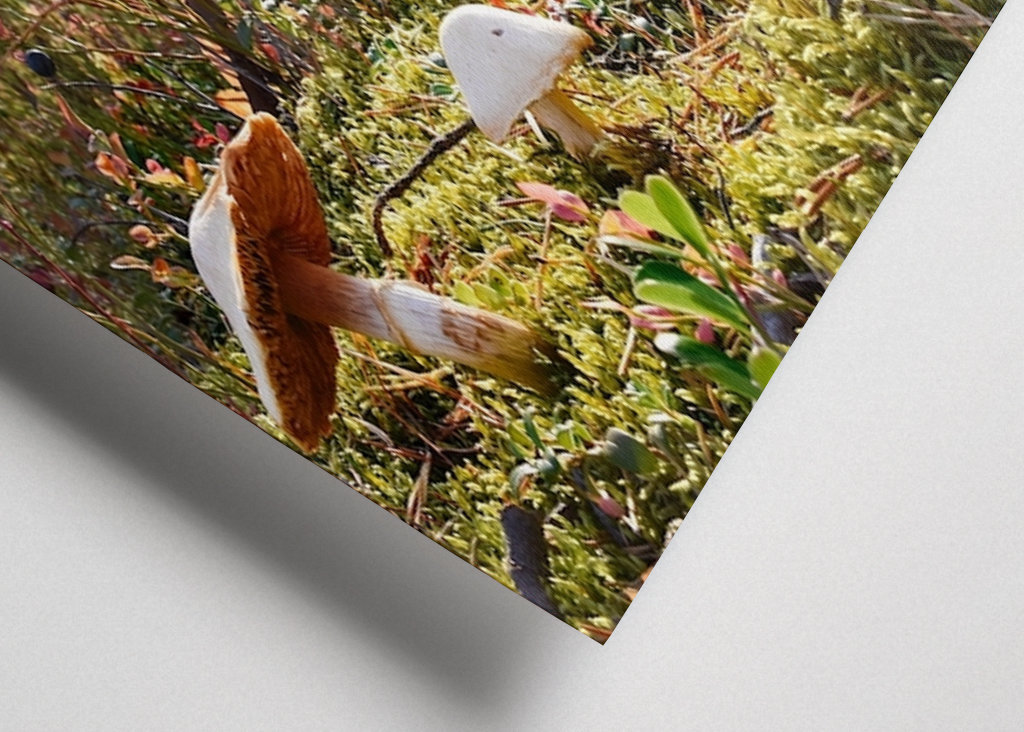 O Reino dos Cogumelos