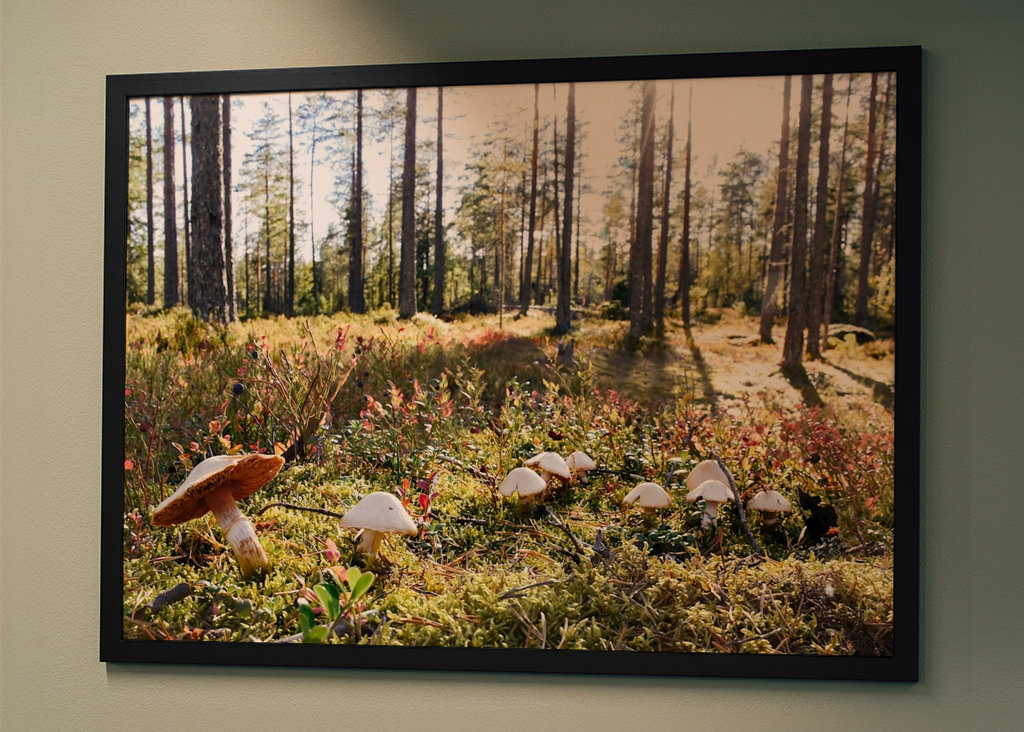 O Reino dos Cogumelos