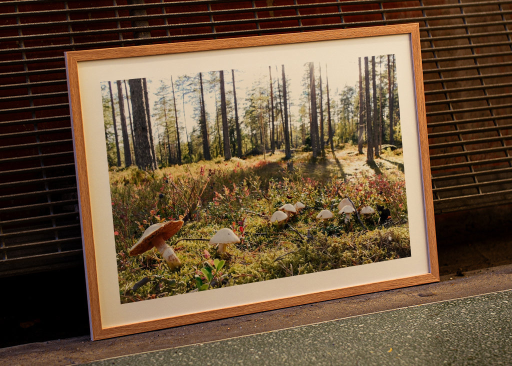 O Reino dos Cogumelos