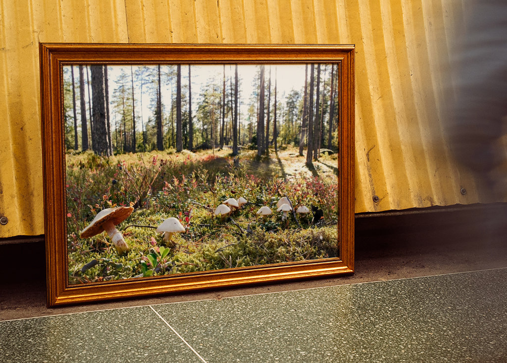 O Reino dos Cogumelos