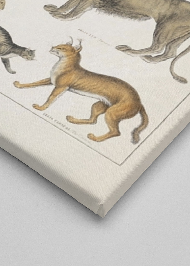Wild Cats Vintage Illustration