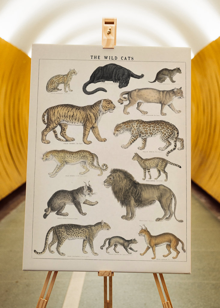Wild Cats Vintage Illustration