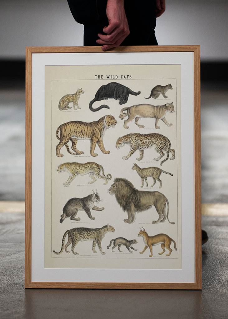 Wild Cats Vintage Illustration