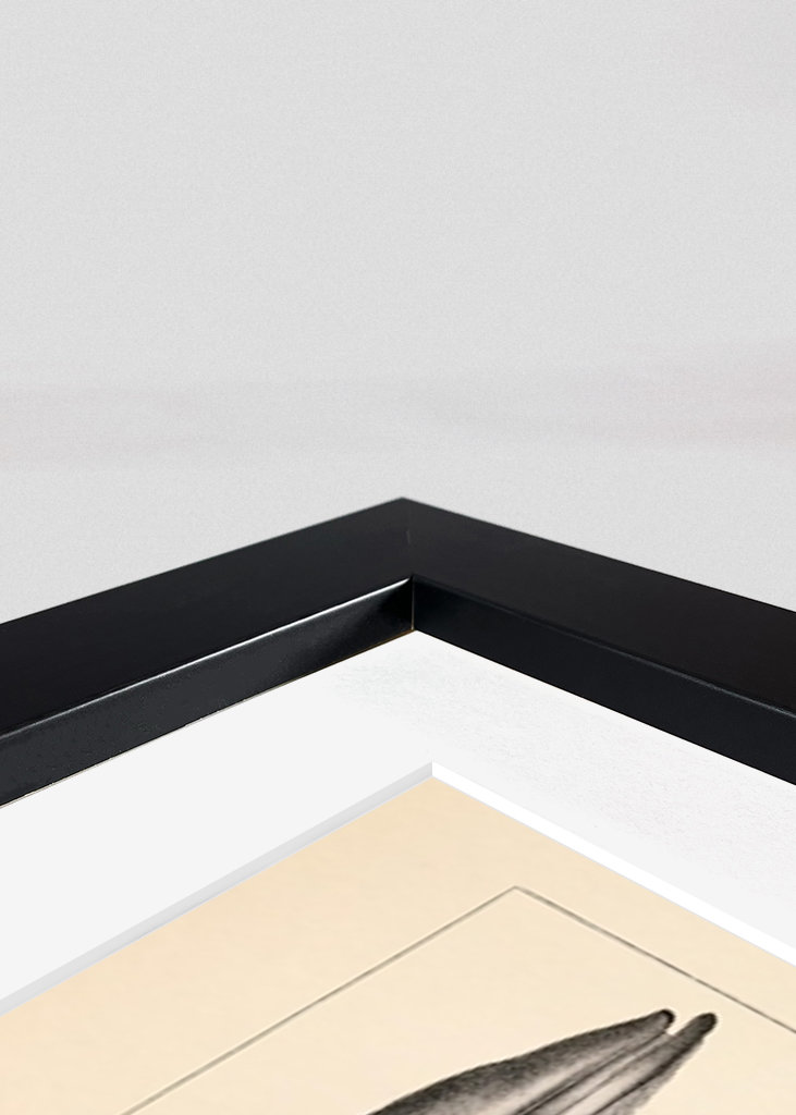 Valar Vintage Illustration