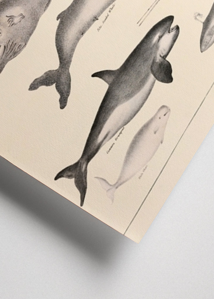 Valar Vintage Illustration