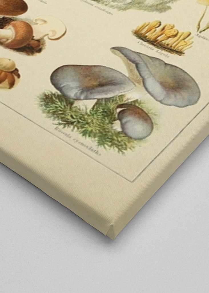 Mushrooms Vintage Illustration