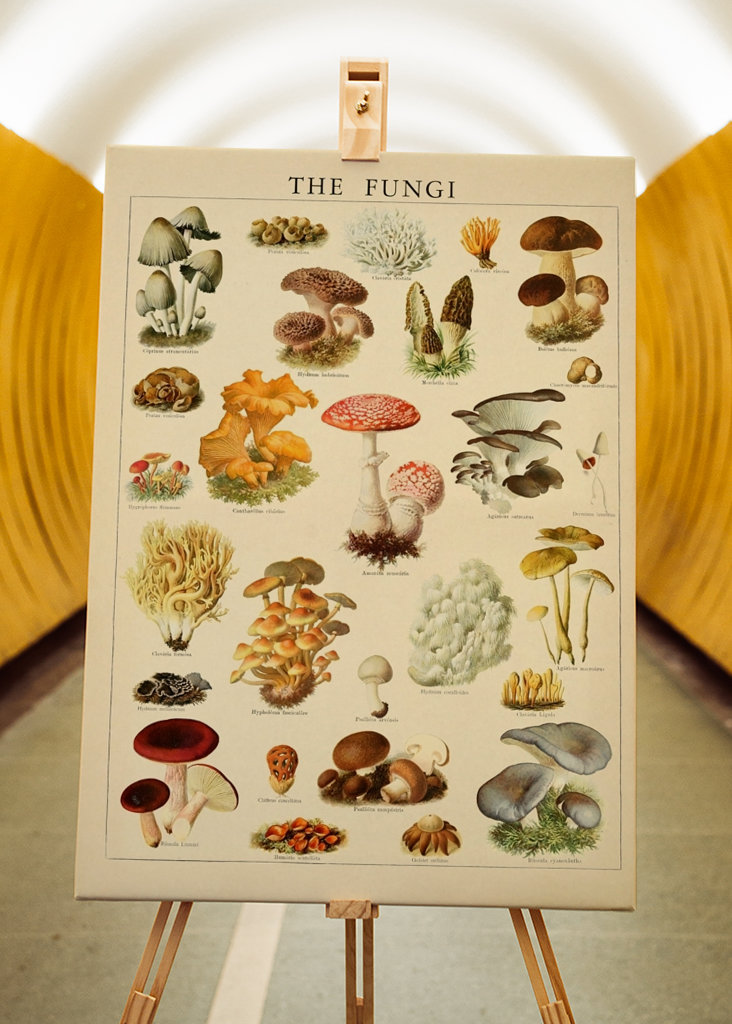 Mushrooms Vintage Illustration