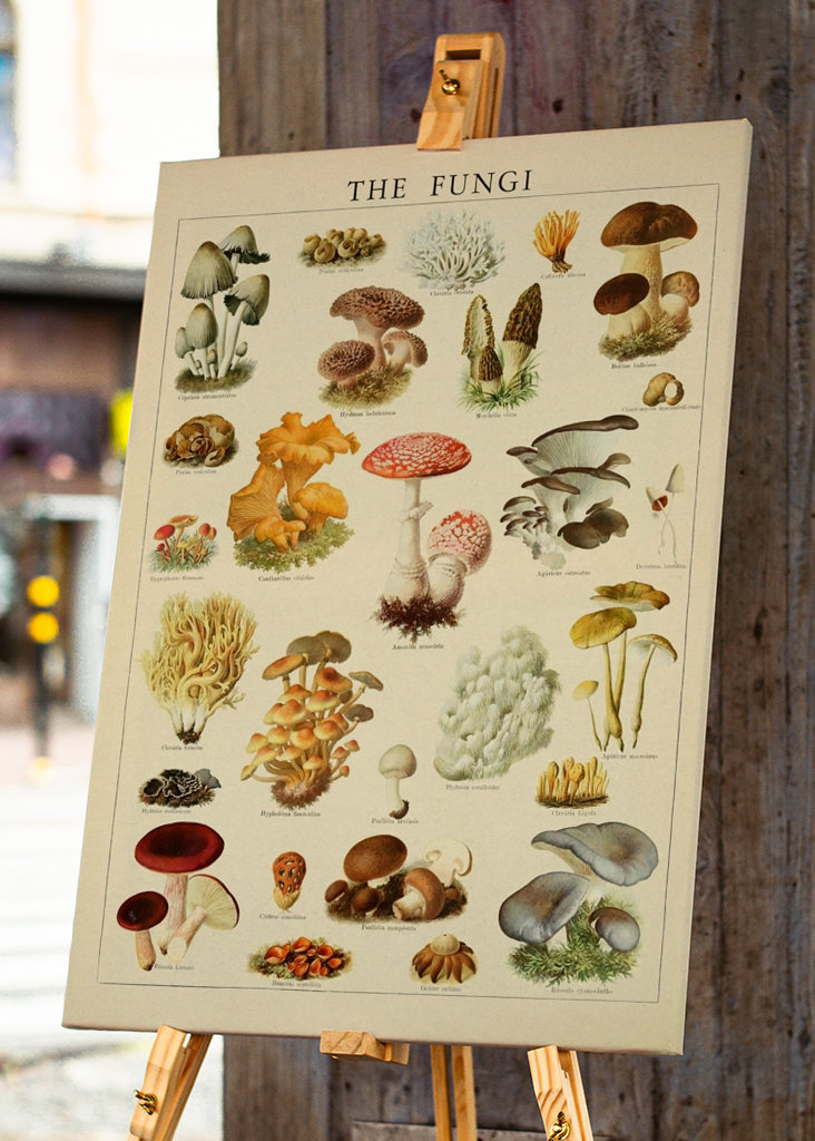 Mushrooms Vintage Illustration