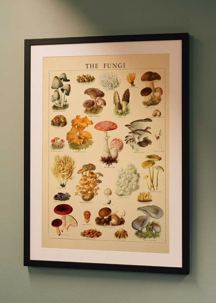 Mushrooms Vintage Illustration