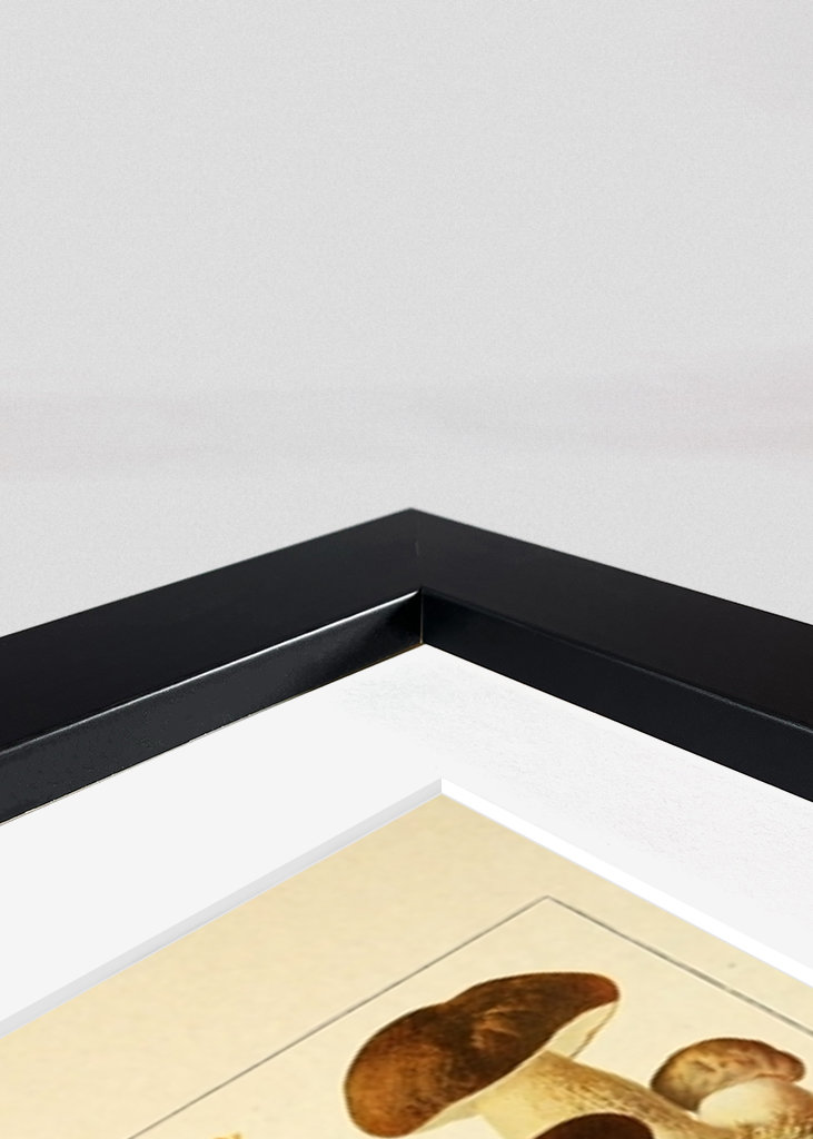 Mushrooms Vintage Illustration