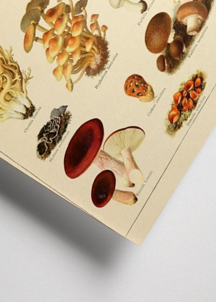 Mushrooms Vintage Illustration