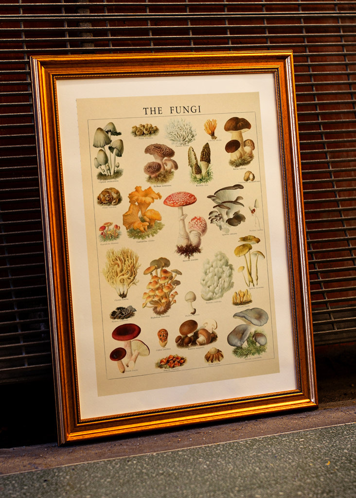 Mushrooms Vintage Illustration