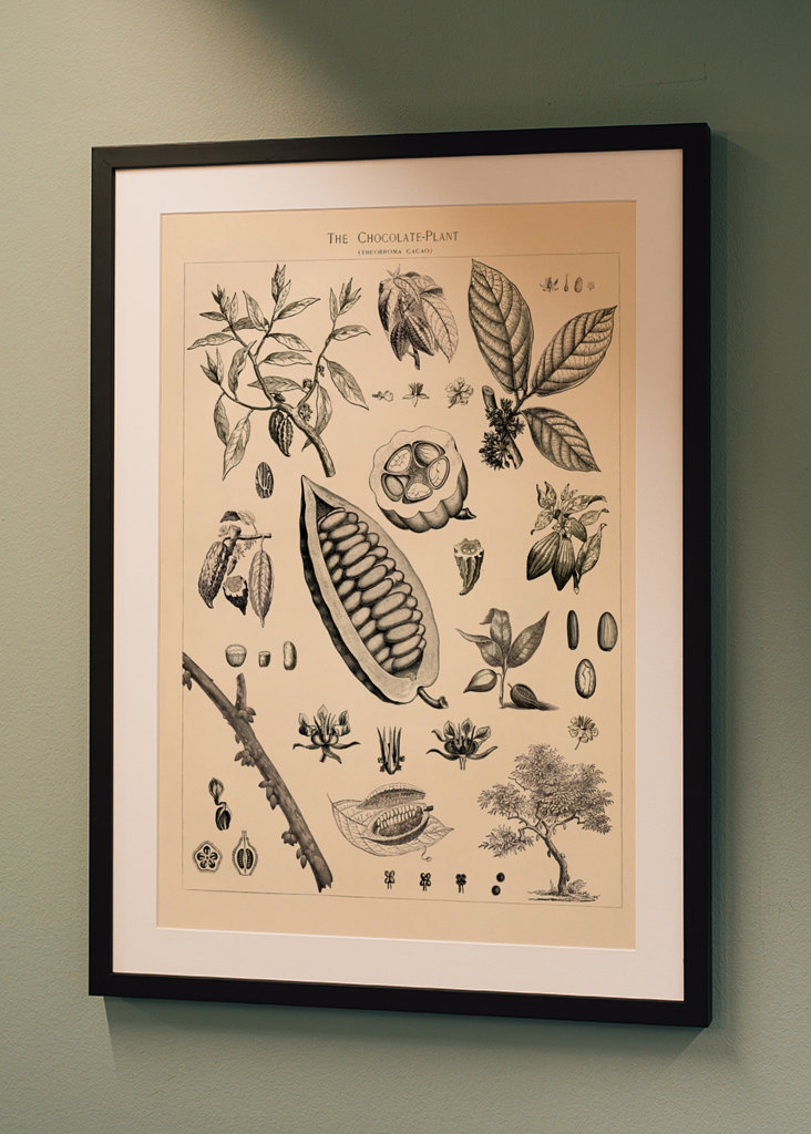 Kakao Vintage Illustration