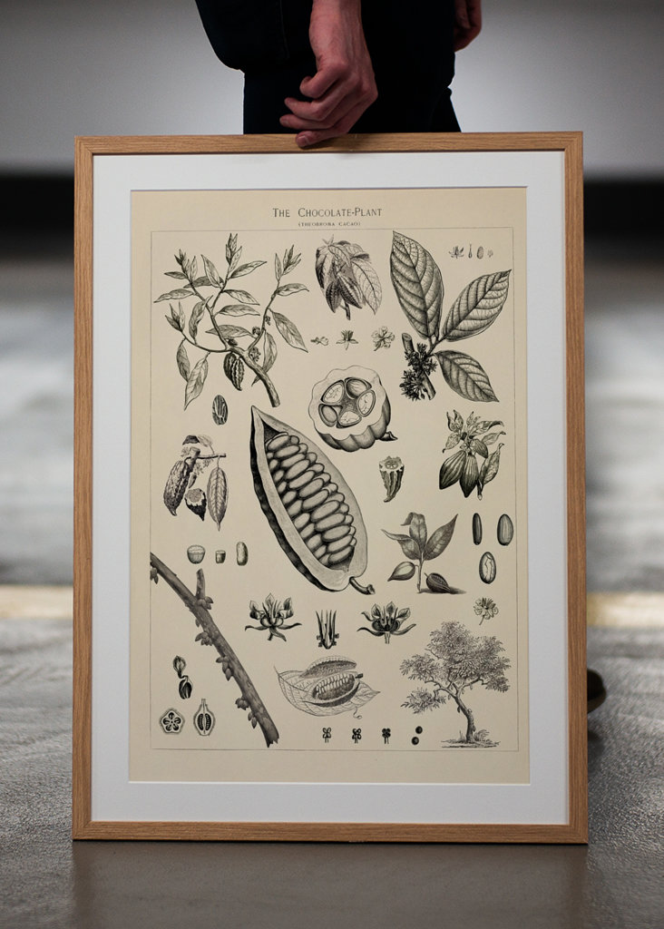 Kakao Vintage Illustration