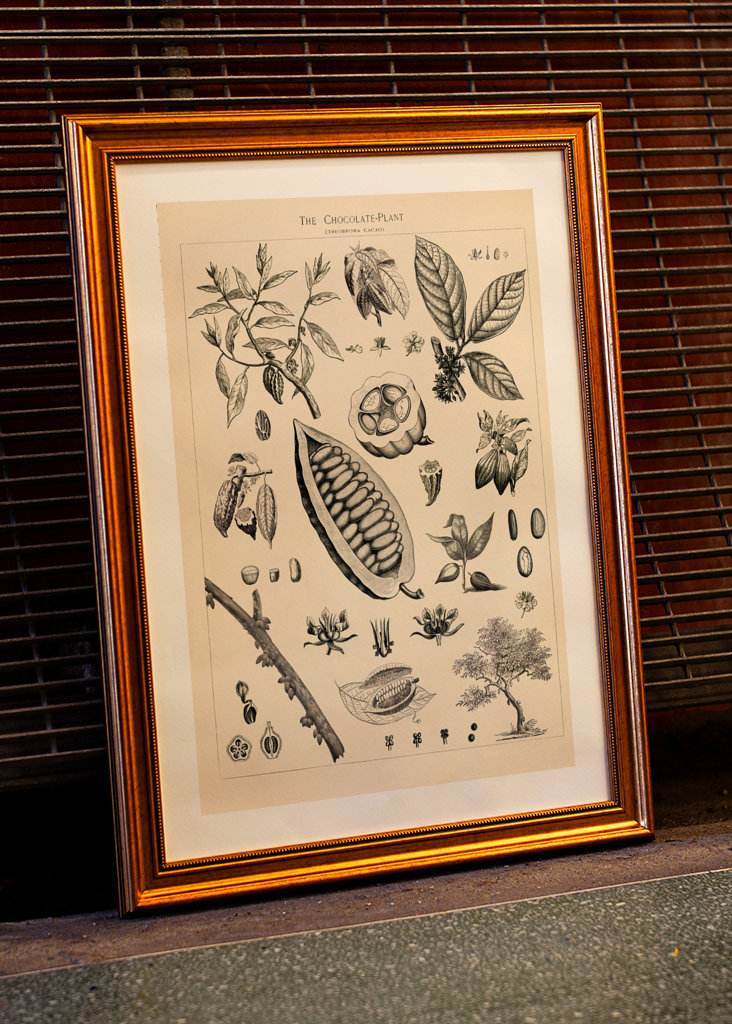 Kakao Vintage Illustration