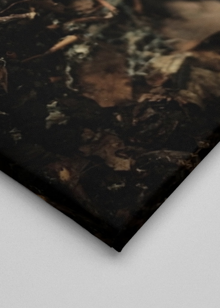 red mushroom in forest