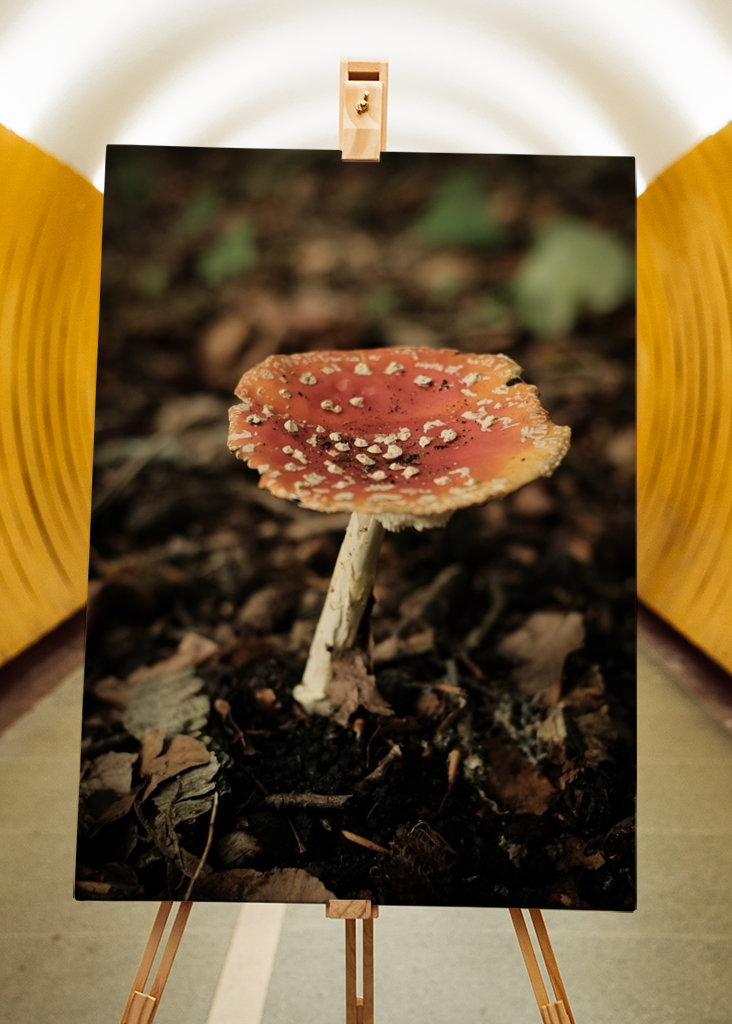 red mushroom in forest