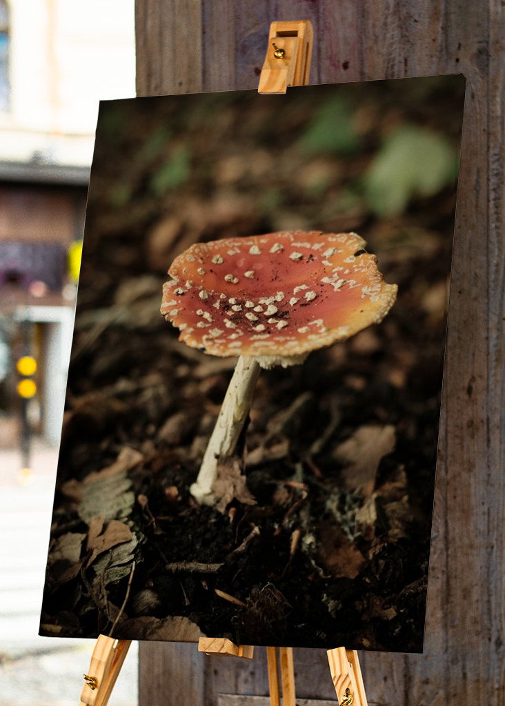 red mushroom in forest