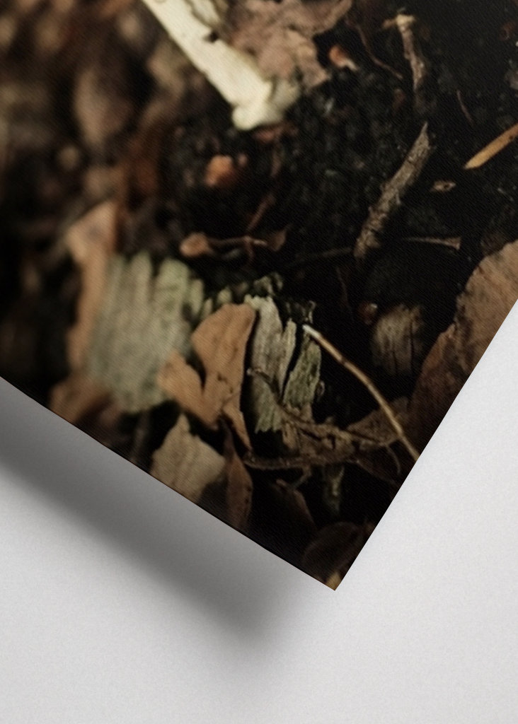 red mushroom in forest