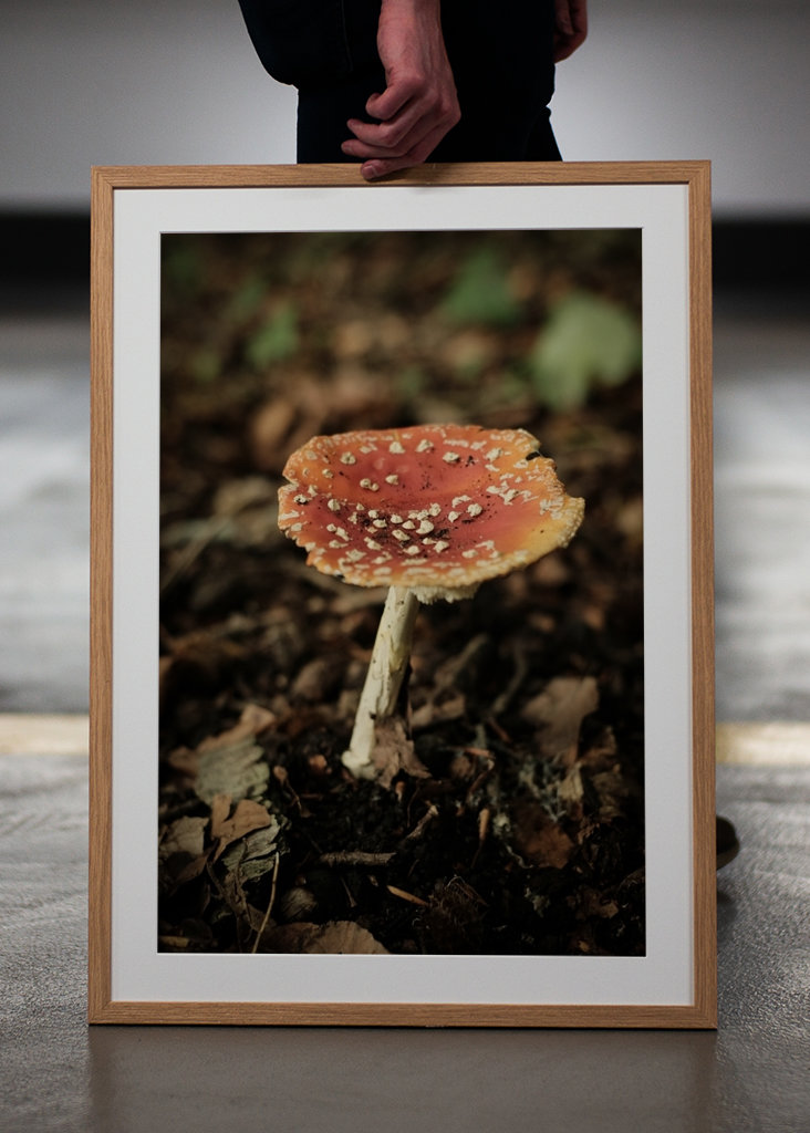 red mushroom in forest