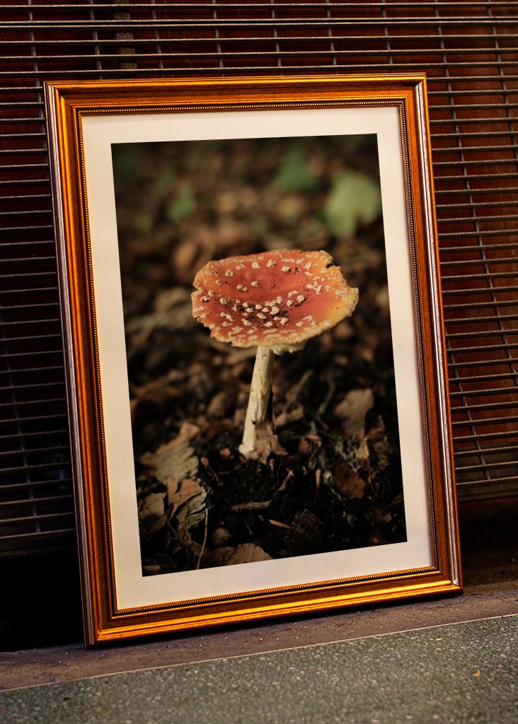 red mushroom in forest