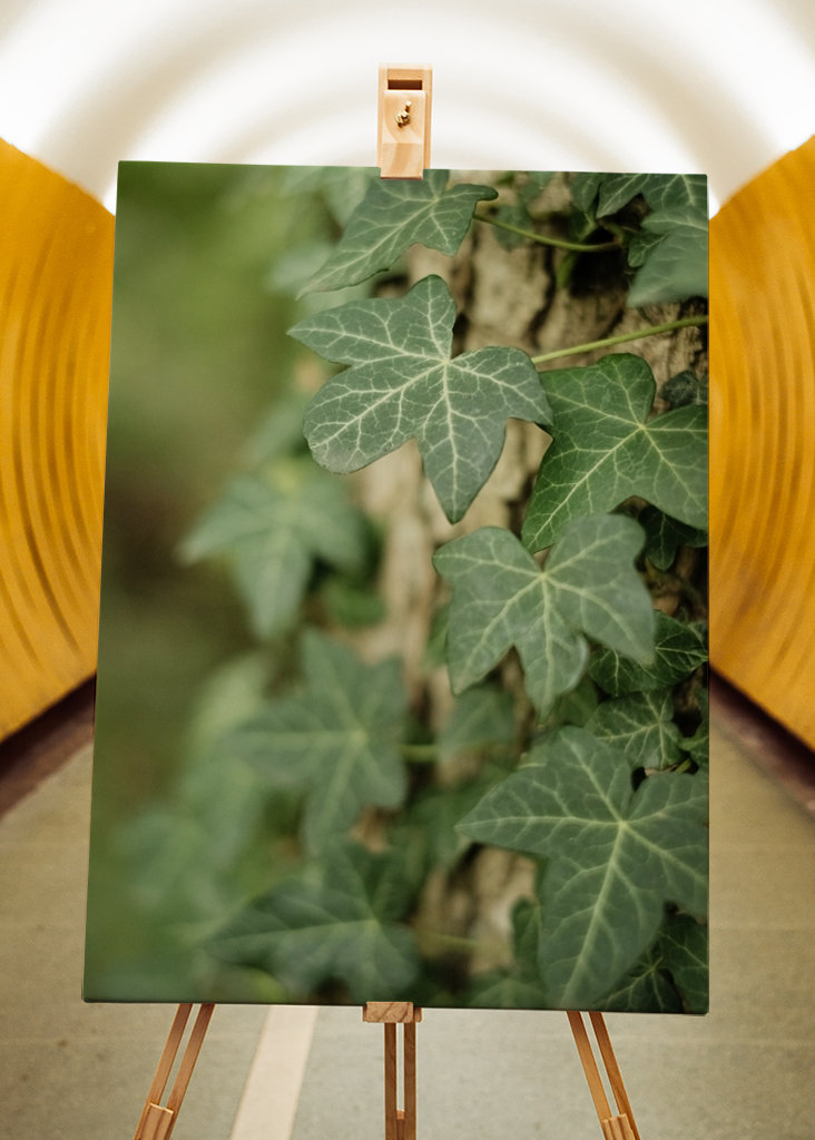 Green Ivy Creeping Up the Tree
