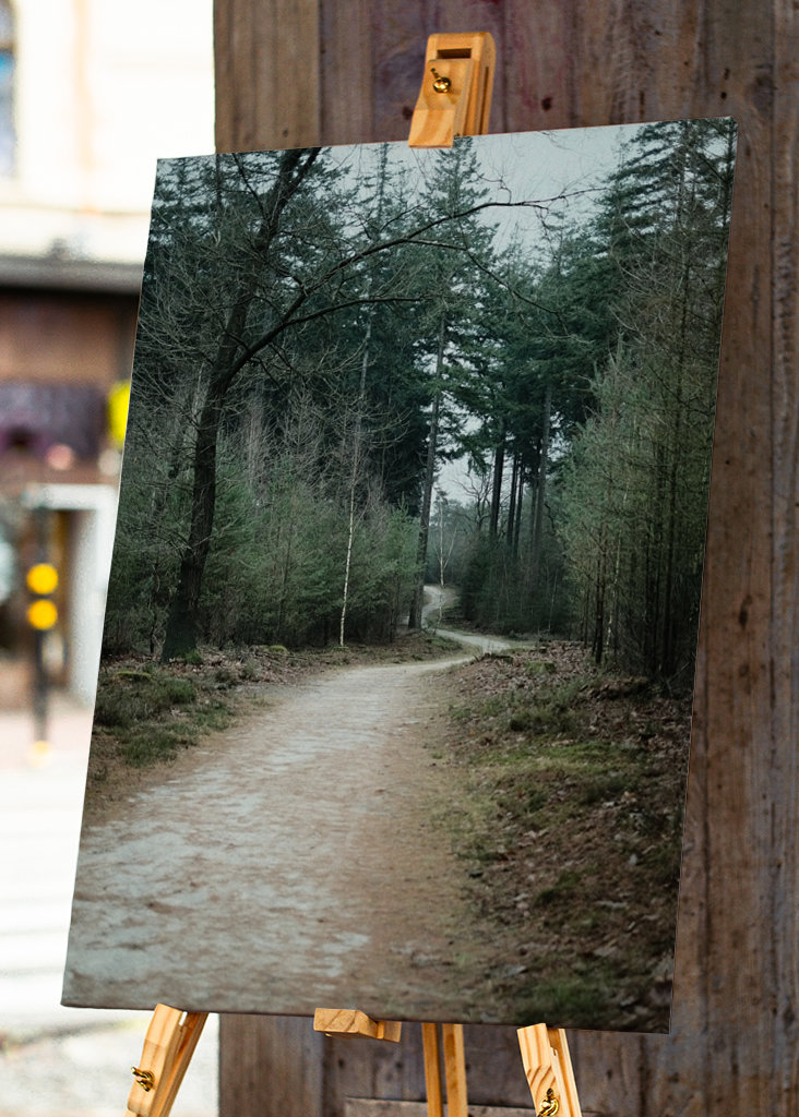 Winter Trail in the Forest