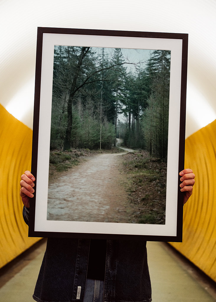 Winter Trail in the Forest