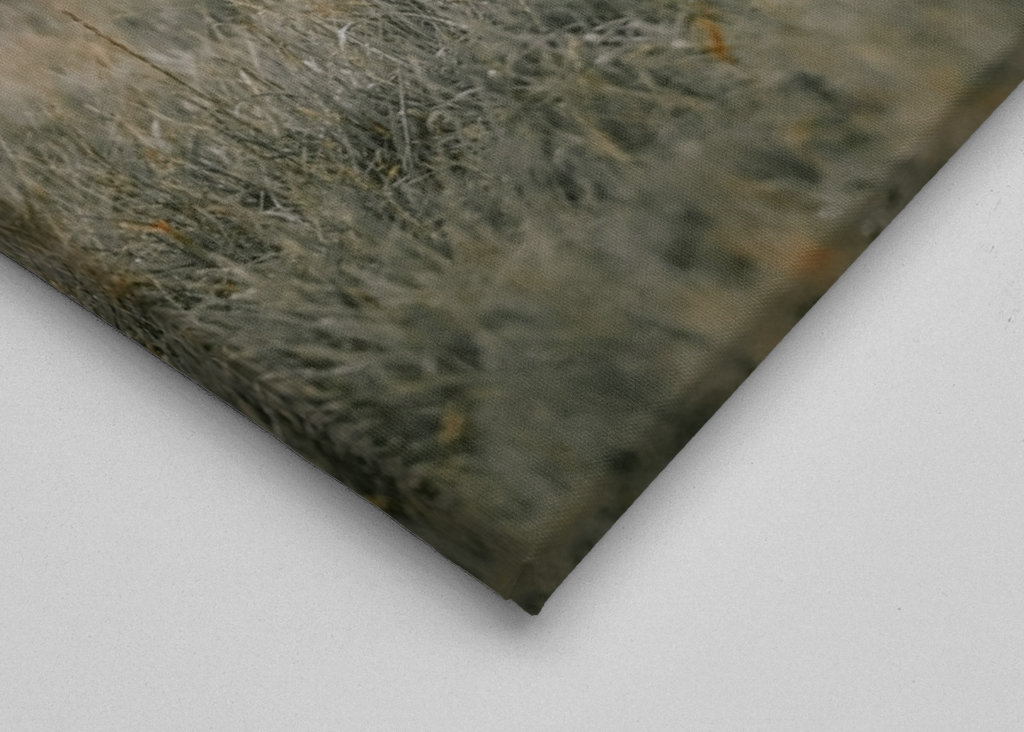 The Roe Deer in the Rain's Dan